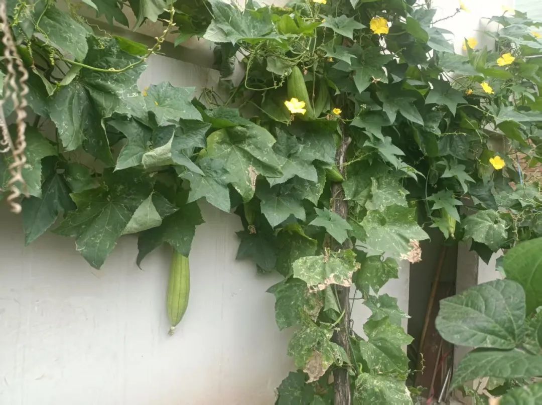 絲瓜藤蔓未相約 絲瓜藤蔓未相約